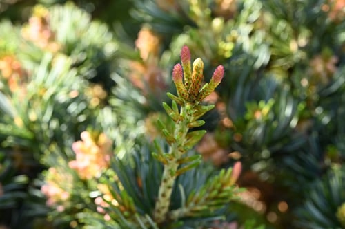 めばな,ごようまつ,ゴヨウマツ