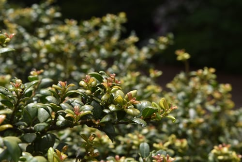 まめいぬつげ,新葉,マメツゲ