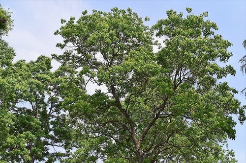 ナンキンハゼ,南京はぜの木,なんきんはぜ