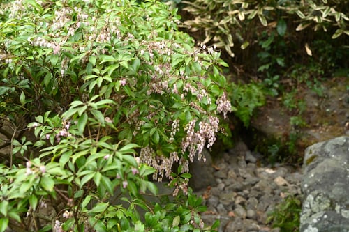 アセボ,アシビ,アシミ,馬酔木,読み方