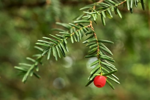 いちい,植物,実,時期,イチイ