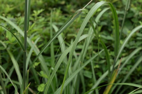 ススキ,雑草,薄木