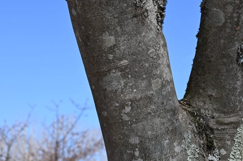 Japanese ash／Manchurian Ash