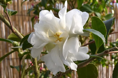 寒椿,かんつばき,種類,画像