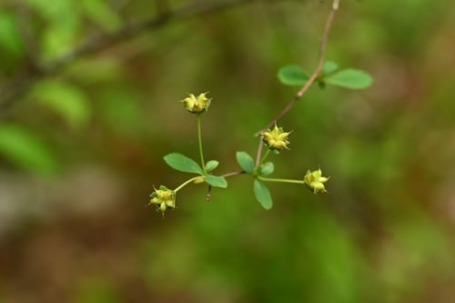 雪柳,植物,ゆきやなぎ,ユキヤナギ