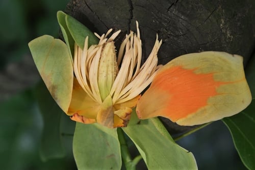 花の構造,ゆりのき,ユリノキ