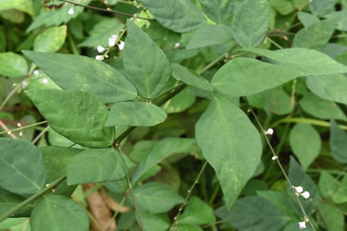 ヌスビトハギの葉,ぬすびとはぎ