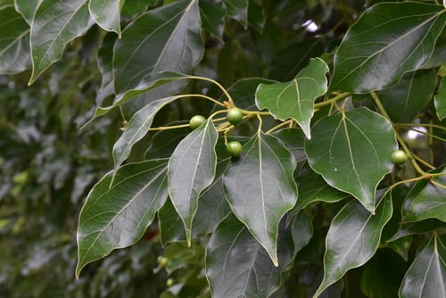 クスノキの特徴,楠木,くすのき