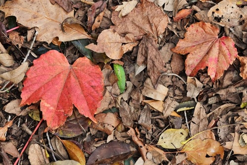 Boston Ivy