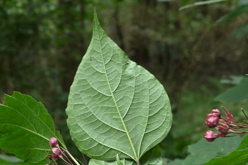 クサギ,樹木,臭桐とはクマツヅラ科の落葉樹