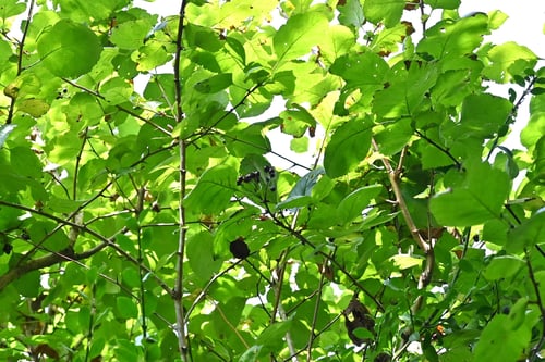 くろみさんざし