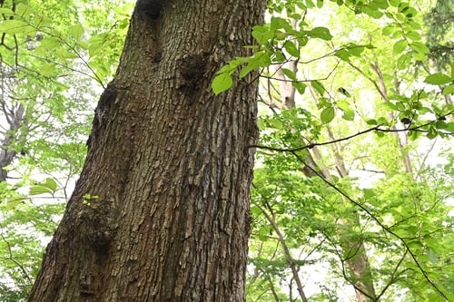ハルニレの幹,はるにれ,画像