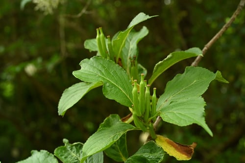 ウツギ,種類,見分け,ハコネウツギ,はこねうつぎ