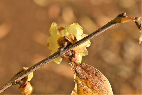 ソシンロウバイ,そしんろうばい