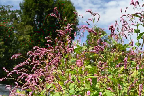 おおけたで,雑草,オオケタデ