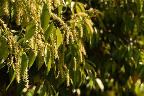 スダジイ,シイの木,花,臭い,すだじい