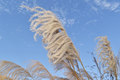 ススキ,薄木,すすき