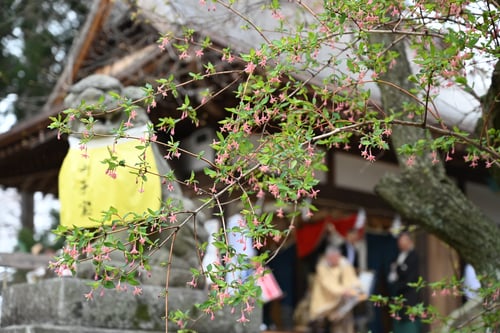 ウグイスカグラの木,うぐいすかぐら