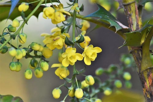 ひいらぎなんてん,開花時期,ヒイラギナンテン