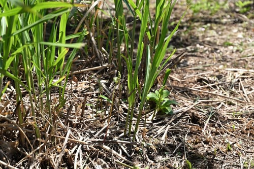 ススキ,尾花,植物