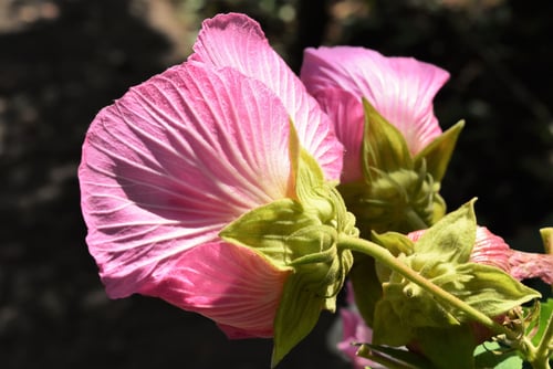 酔芙蓉,がく,スイフヨウ,すいふよう