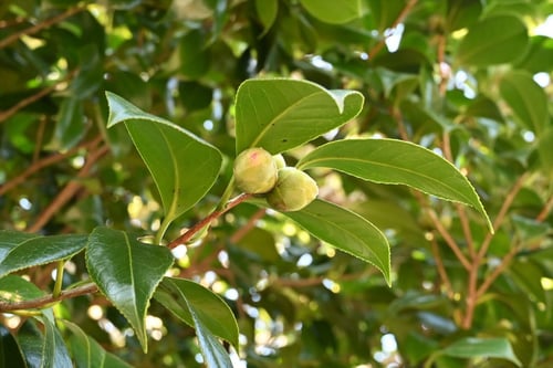 寒椿,かんつばき,植木,カンツバキ