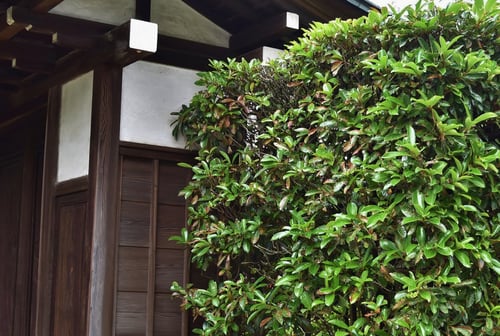 いけがき,画像,珊瑚樹,サンゴジュ,さんごじゅ