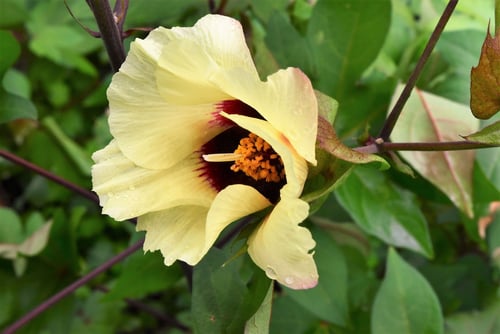 綿の花,ワタ,わた