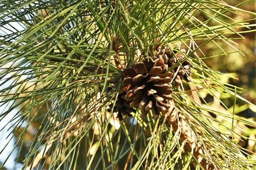 まつぼっくり,黒松,くろまつ,クロマツ