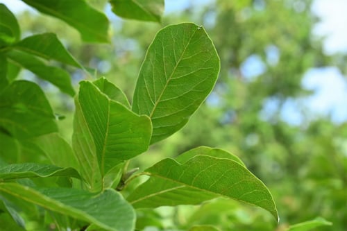 花,コブシ,辛夷の木の葉,こぶし,樹木