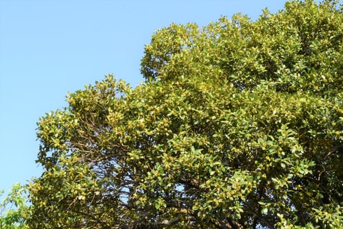 生垣に使われやすい植木