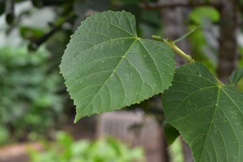 シナノキ,葉っぱ,特徴