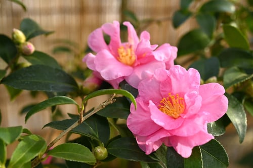 カンツバキ,かんつばき,品種