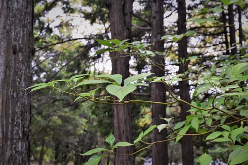 ままっこ,嫁の涙,はないかだ,ハナイカダ