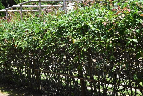 木瓜,ぼけ,垣根