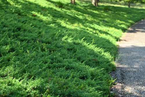 はいびゃくしん,使用例,ハイビャクシン