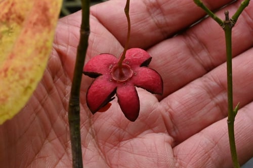 ツリバナ,つりばな,吊り花,植物,果実