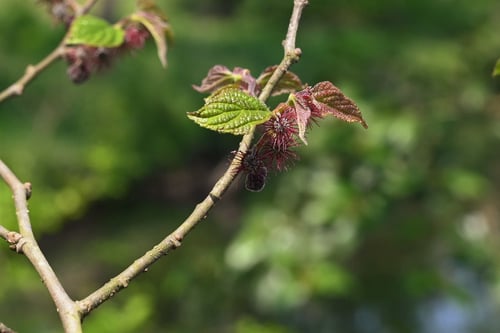 楮の木の葉っぱ,こうぞ
