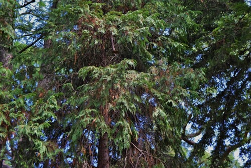 Lawson's cypress,Port-Orford Cedar