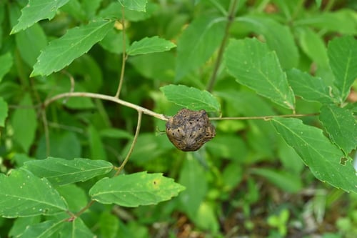 ならめりんごふし