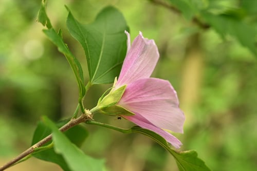 Rose of sharon,むくげ,ムクゲ,木槿