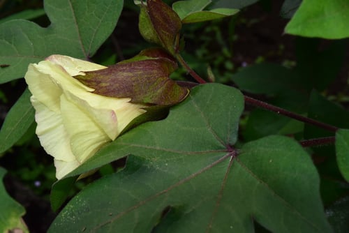 綿の花,コットン,草木