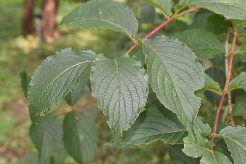 咲分けウツギ,葉っぱ,はこねうつぎ,ハコネウツギ