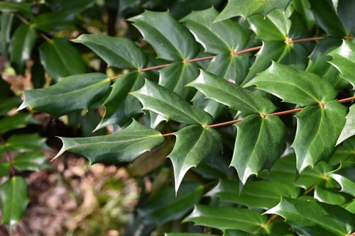 ひいらぎなんてん,ヒイラギナンテンの葉っぱ