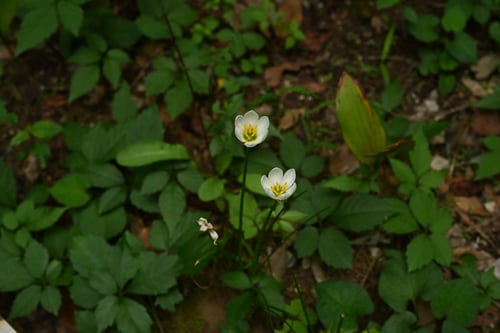 たますだれ,タマスダレ,開花期