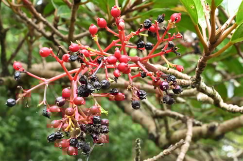 sanngojyu,さんごじゅ,サンゴジュ