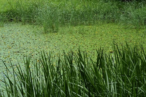あさざ,植物,アサザ,荇,水草