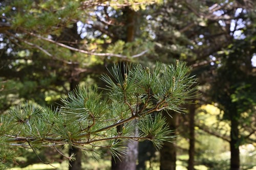 ごようまつ,ゴヨウマツの木,五葉松