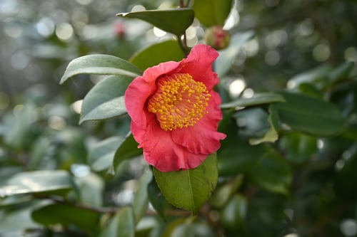 ピンク色の椿の品種