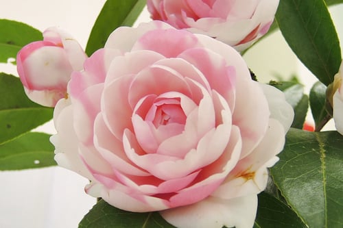 ピンク色の花が咲くツバキの木